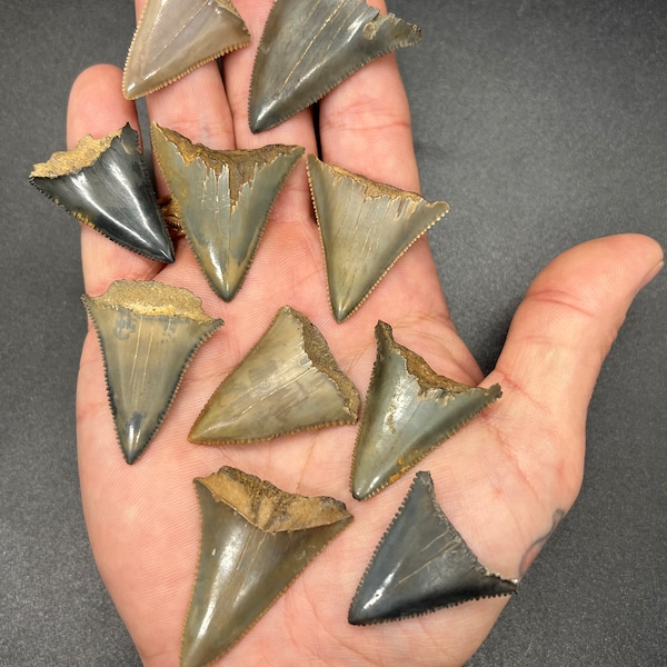 Large Fossil Great White Shark Teeth by ToothlessFossils (10 pack)~gw50