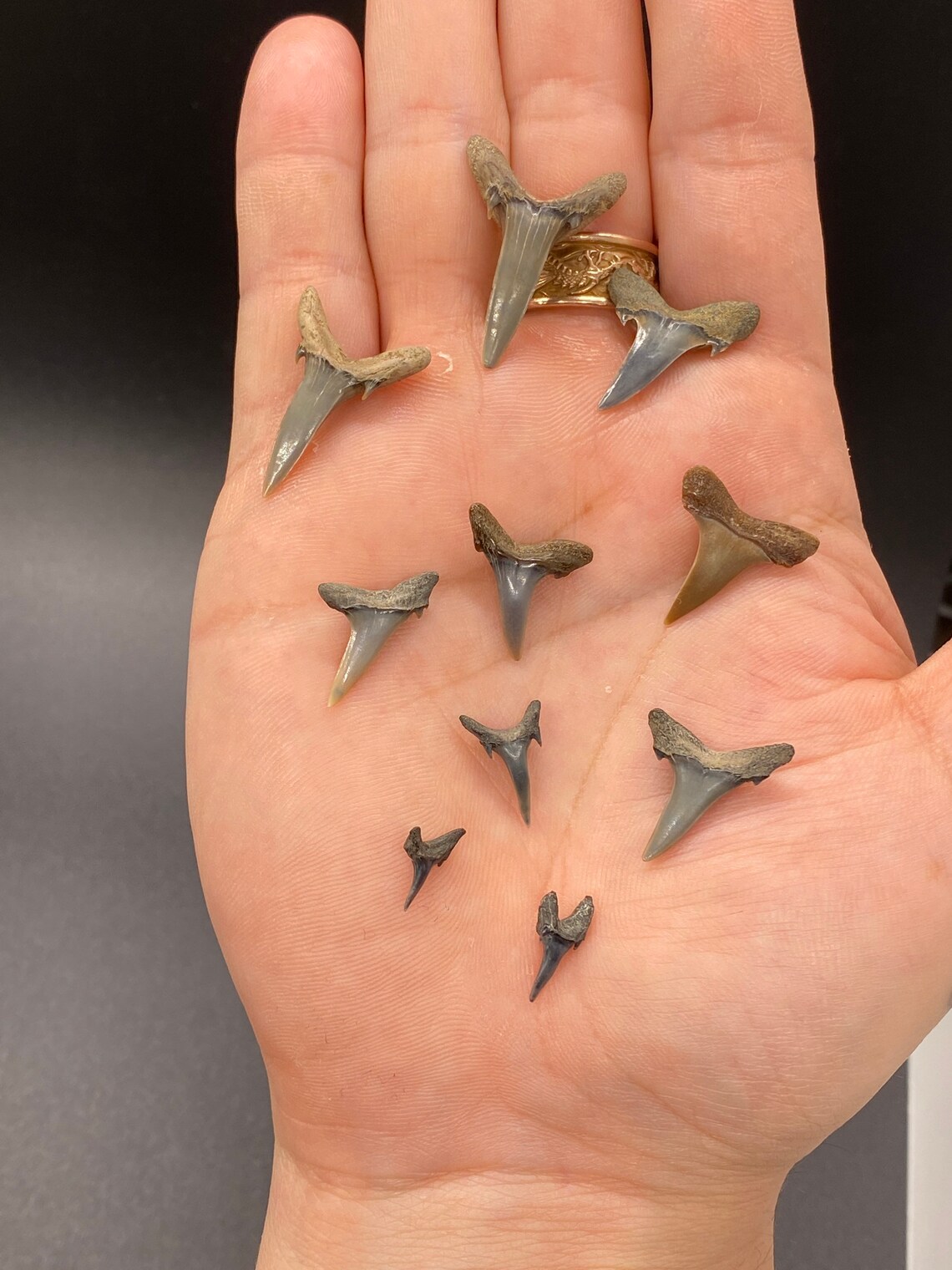Fossil Sand Tiger Shark Teeth Found by Toothlessfossils 10 Pack Ccst - Etsy