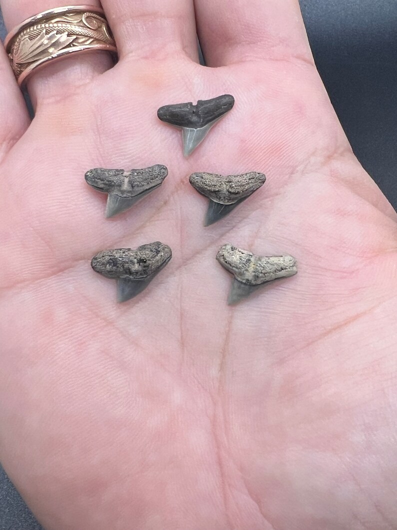 Fossil Hammerhead Shark Teeth by Toothlessfossils set of 5 Etsy