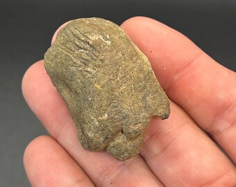 Natural Fossilized Coprolite with Predation Marks! ~ Fossil Poo- South Carolina  sv39