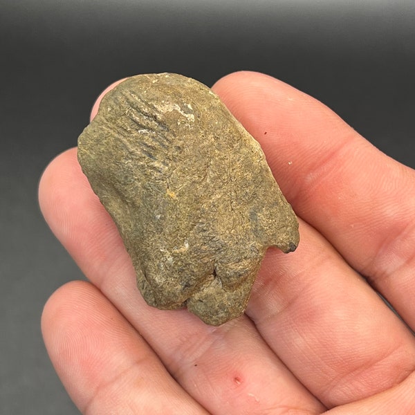 Natural Fossilized Coprolite with Predation Marks! ~ Fossil Poo- South Carolina  sv39
