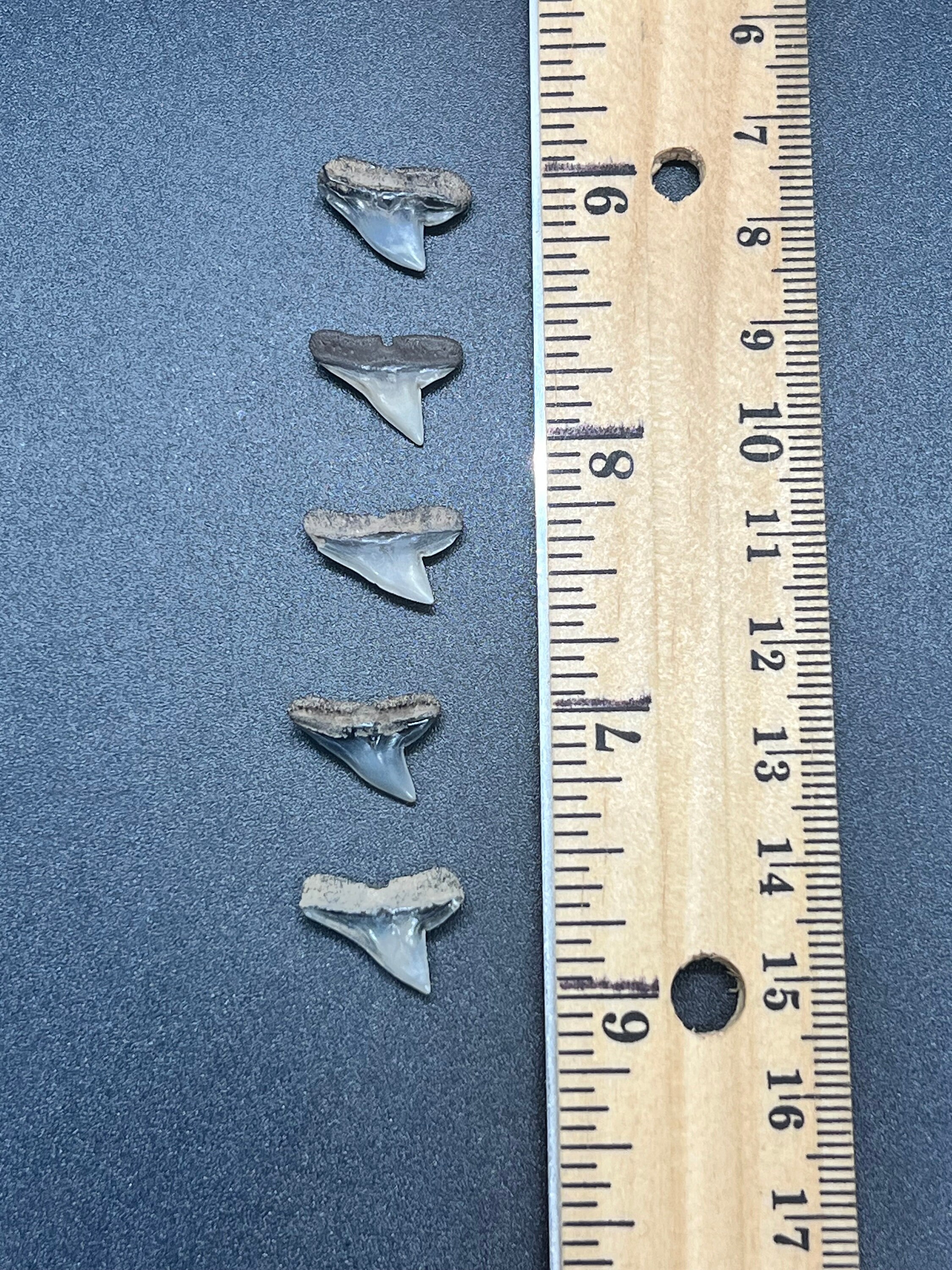 Fossil Hammerhead Shark Teeth by Toothlessfossils set of 5 - Etsy