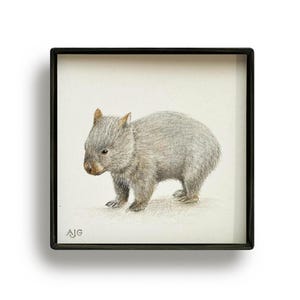 Op de afbeelding: Een vierkant ingelijste tekening van een wombat, uitgevoerd in grijze en bruine potloodtinten. Het dier staat in profiel naar links gericht, met een getextureerde vacht en kleine oren. De initialen AJG zijn zichtbaar in de linkerbenedenhoek.