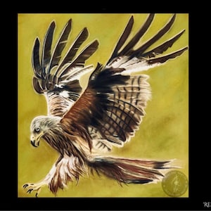 Original wildlife artwork mounted print - A4 - &#39;Red Kite&#39;