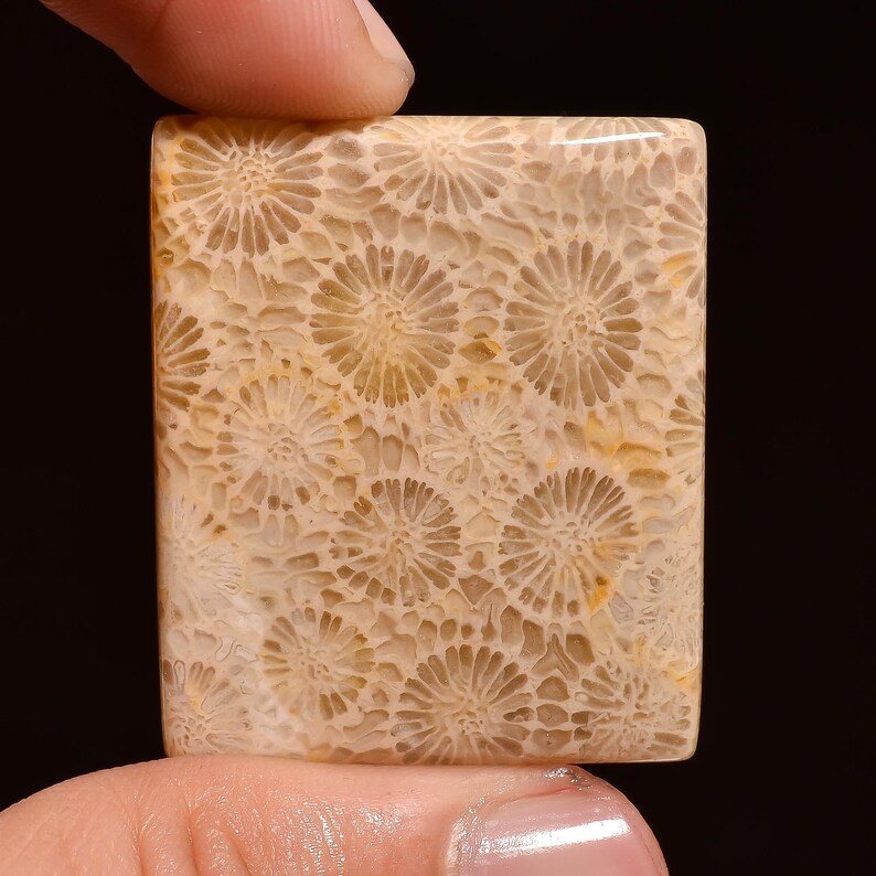 50 Ct AAA Quality Fossil Coral 37X30X4 mm Natural Fossil Coral For Making Jewelry Rectangle Shape Fossil Coral Cabochon Loose Gemstone