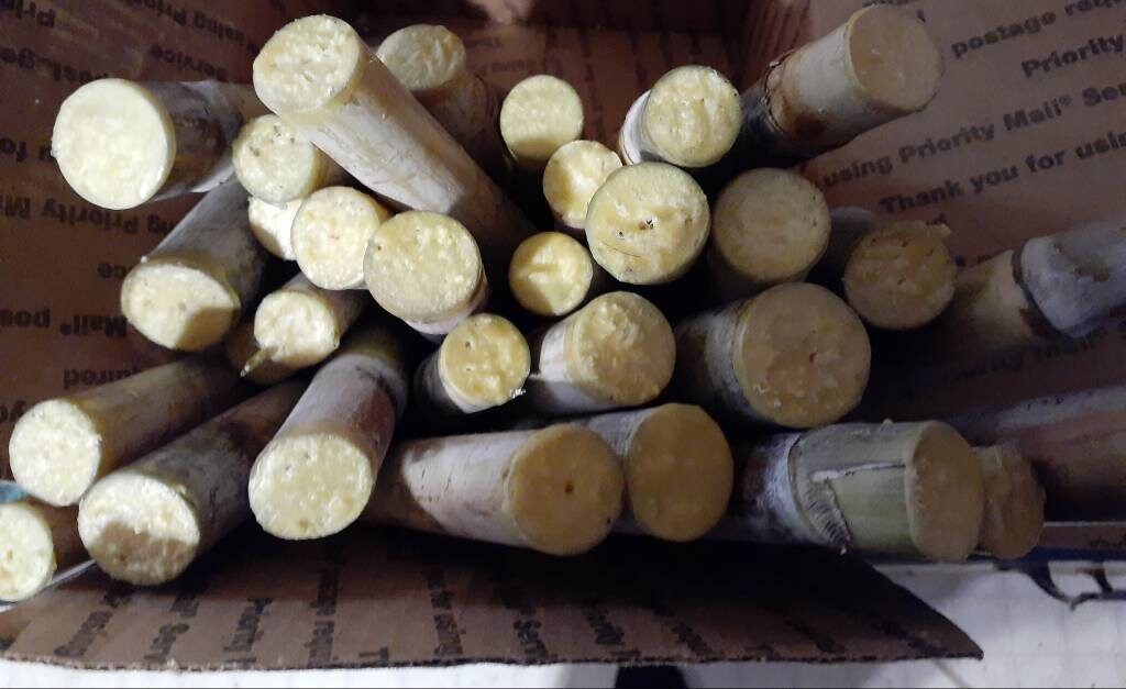 Sugar Cane Cutting Etsy