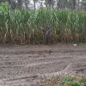 Sugar Cane cutting