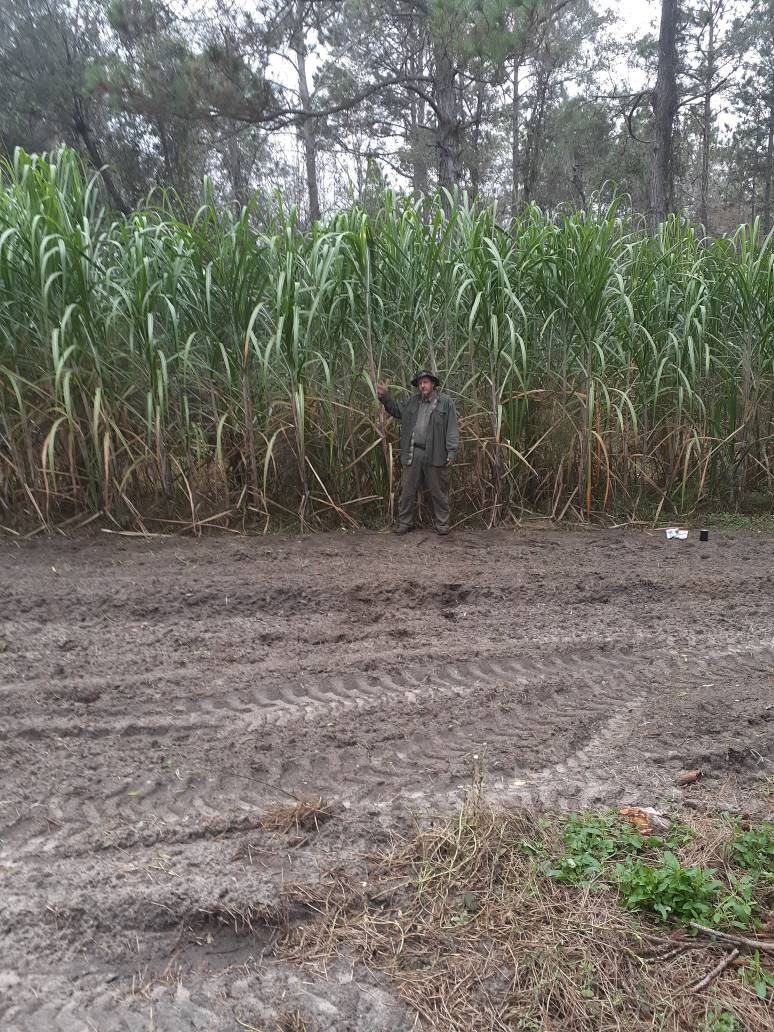 Sugar Cane Cutting Etsy