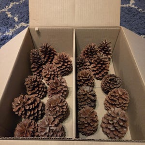 May include: A collection of brown pine cones arranged inside a cardboard box with a central divider. The pine cones are various sizes and shapes, featuring woody, overlapping scales in shades of light to dark brown, filling the two compartments.