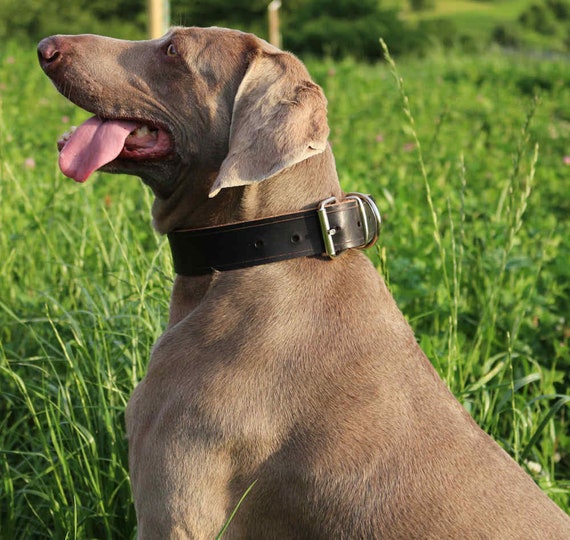 Cowhide 2025 dog collar
