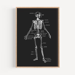 trendy halloween decor | human skeleton diagram | retro halloween print | wall print trendy | halloween skeleton | printable wall art