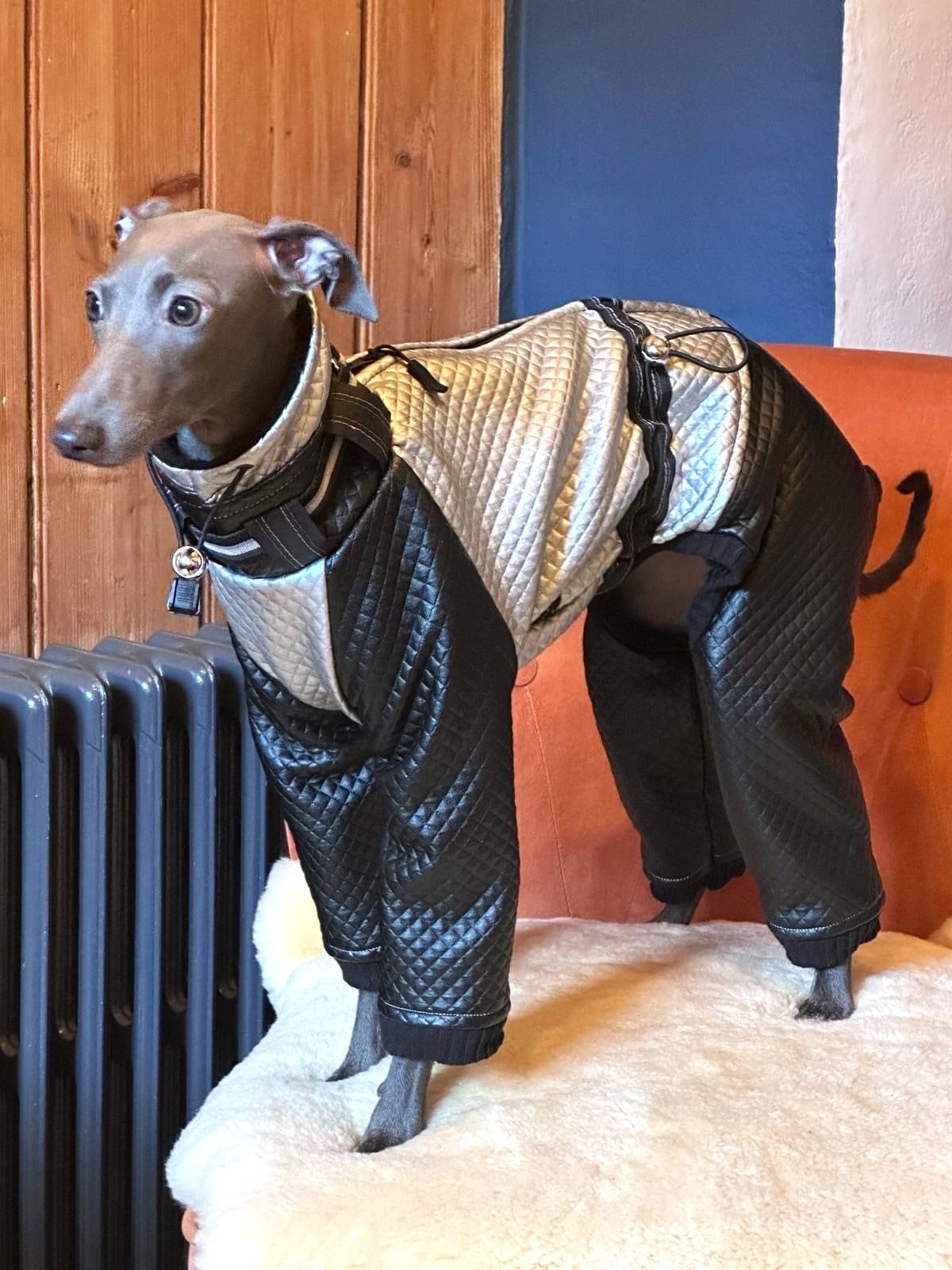 NEW VERSION Whippet / Italian Greyhound 'stardust' Water Resistant