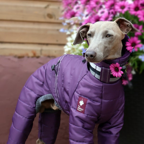 Whippet / Italienischer Windhund Wasserdichter Puffa Anzug - SCHWARZ ODER LILA