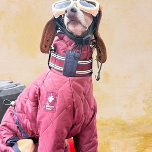 Traje impermeable para whippet/galgo italiano - Vino oscuro