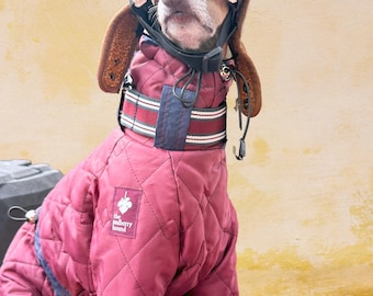 Tuta imbottita impermeabile per Whippet/Levriero italiano - DEEP WINE