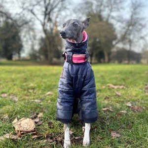 Navy and Pink Whippet / Italian Greyhound Water-Resistant Puffa Suit