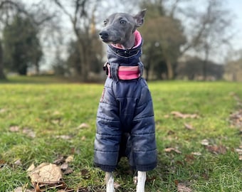 Può includere: Un levriero italiano grigio e bianco che indossa una giacca imbottita blu e rosa. Il cane è in piedi su un prato erboso con foglie marroni.