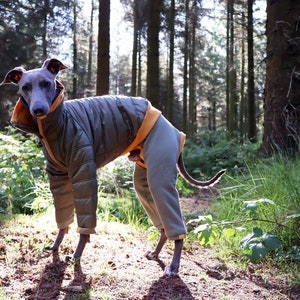 May include: A grey and white Italian Greyhound dog wearing a dark green and orange puffer jacket in a forest setting.