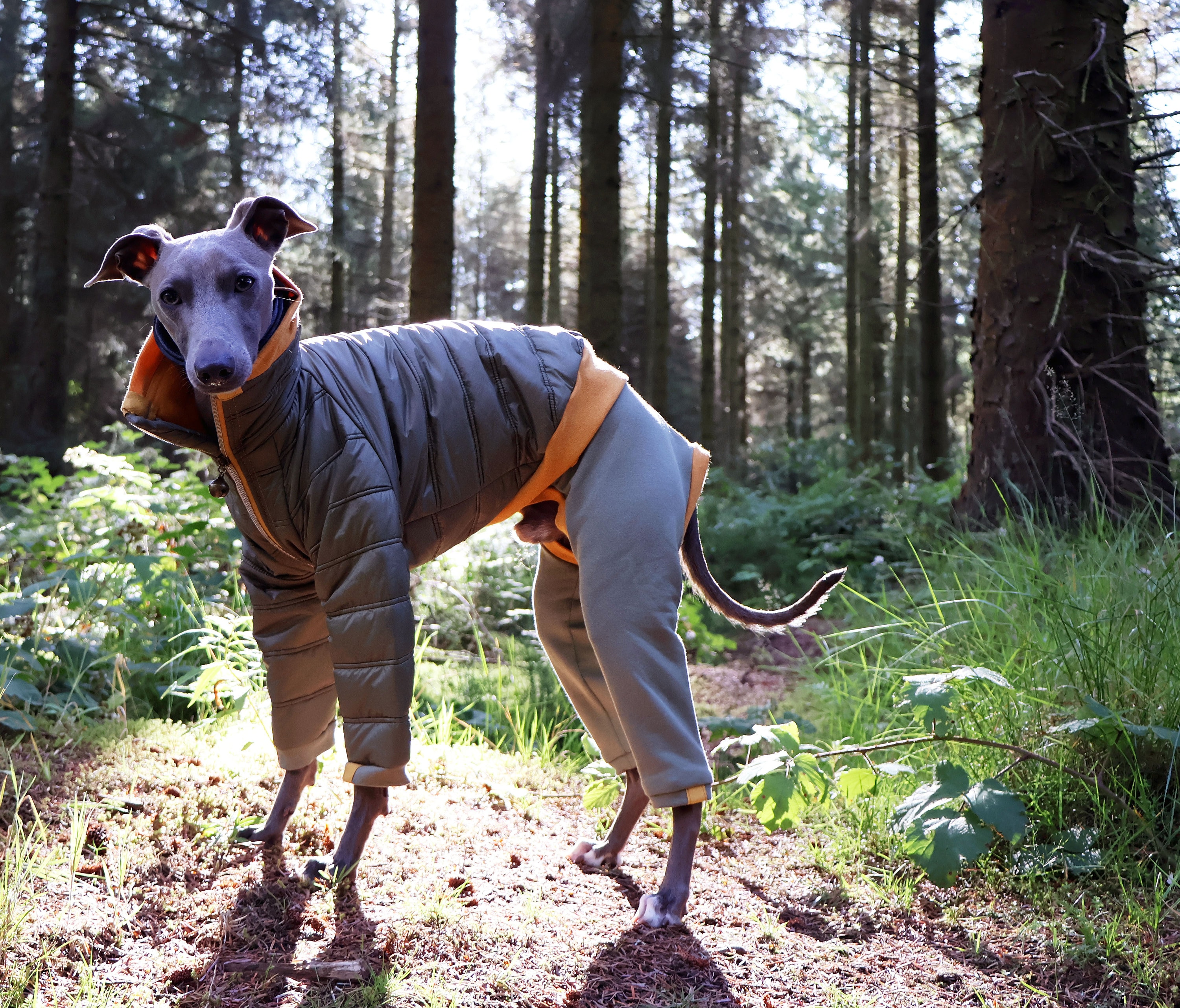Burberry hundemantel - Etsy.de