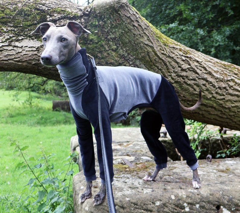 Italian Greyhound / Whippet / Lurcher / Greyhound Joggers / Pyjamas ...