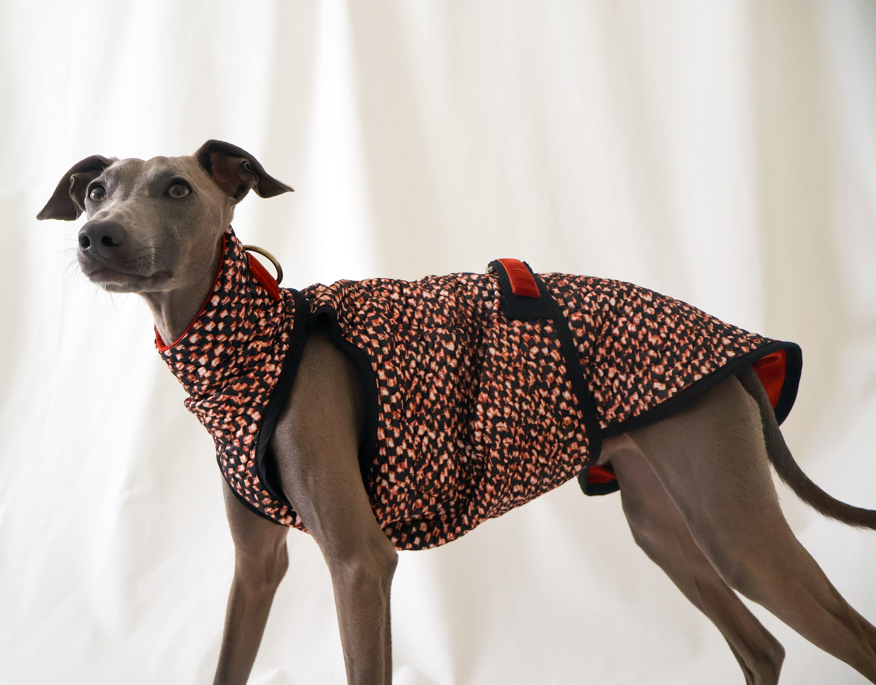 Voyager dog cheap coats