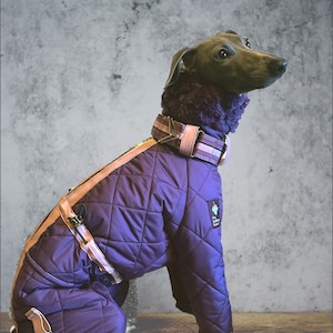 Wasserdichter Hunde-Hoodie Für Windhunde | Schnelltrocknender Sport-Sweatshirt Für Whippets & Italienische Windspiele