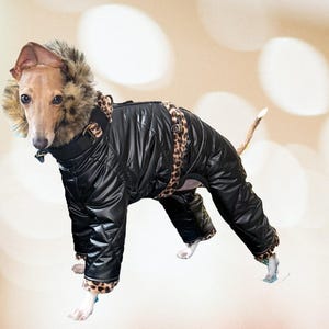 May include: A small dog wearing a black quilted winter coat with a faux fur-lined hood and leopard print accents. The dog's coat has a high collar and covers its legs, providing warmth and protection.