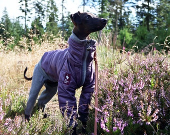 Può includere: Un levriero italiano nero che indossa una tuta da cane viola con un logo sul petto. Il cane è in piedi in un campo di fiori selvatici viola.