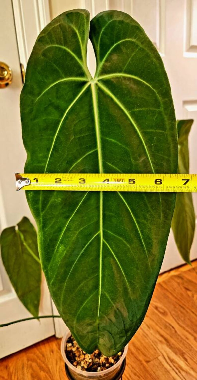 Anthurium Warocqueanum Esmeralda Well-established XXL - Etsy