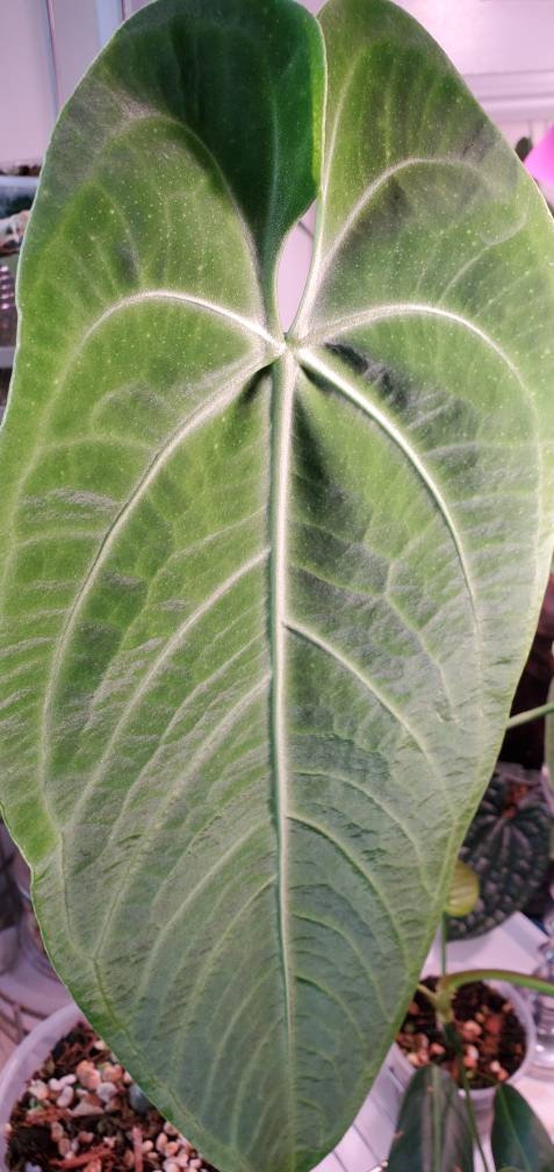 Anthurium Warocqueanum Esmeralda Well-established XXL - Etsy
