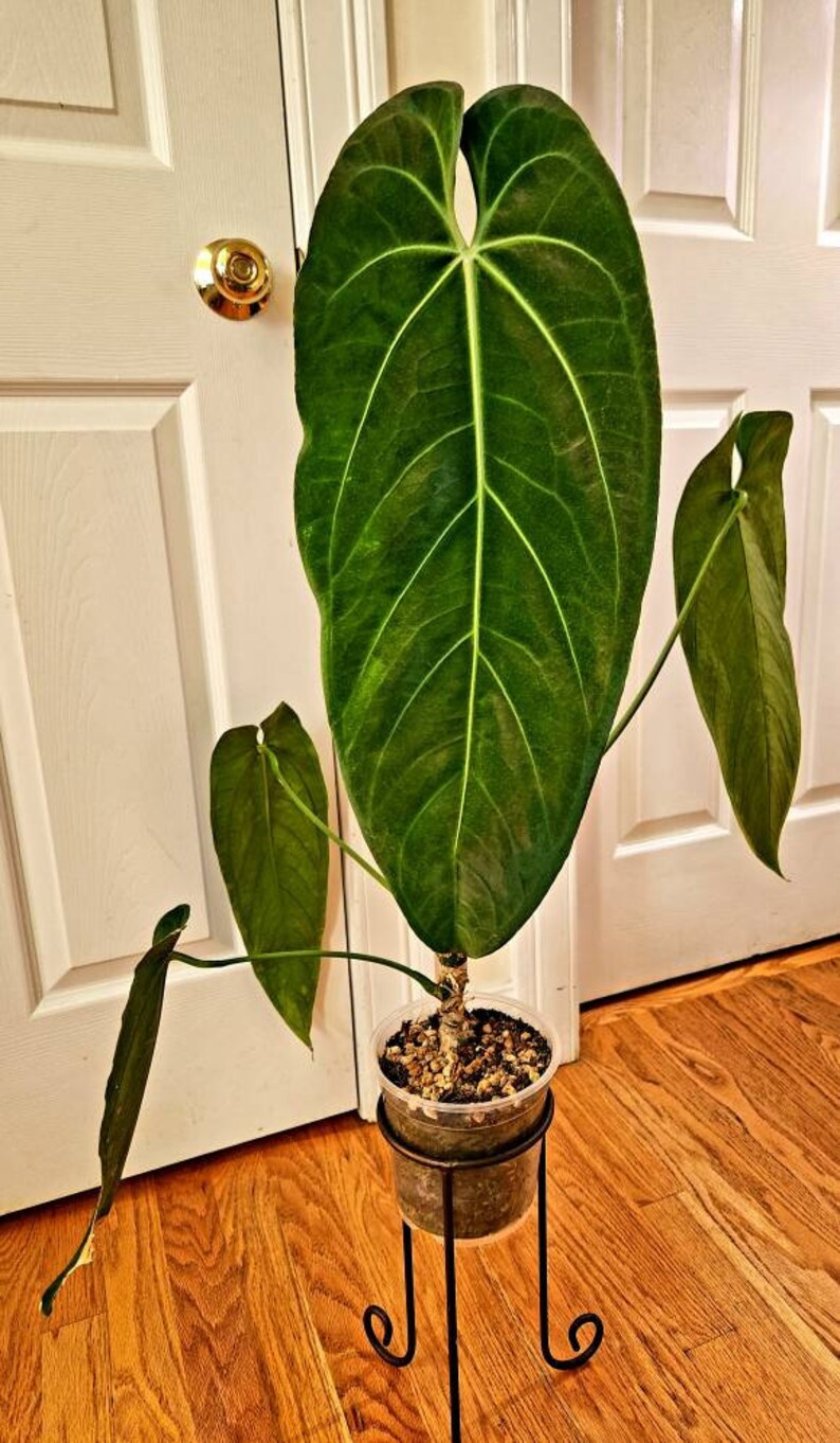 Anthurium Warocqueanum Esmeralda Well-established XXL - Etsy