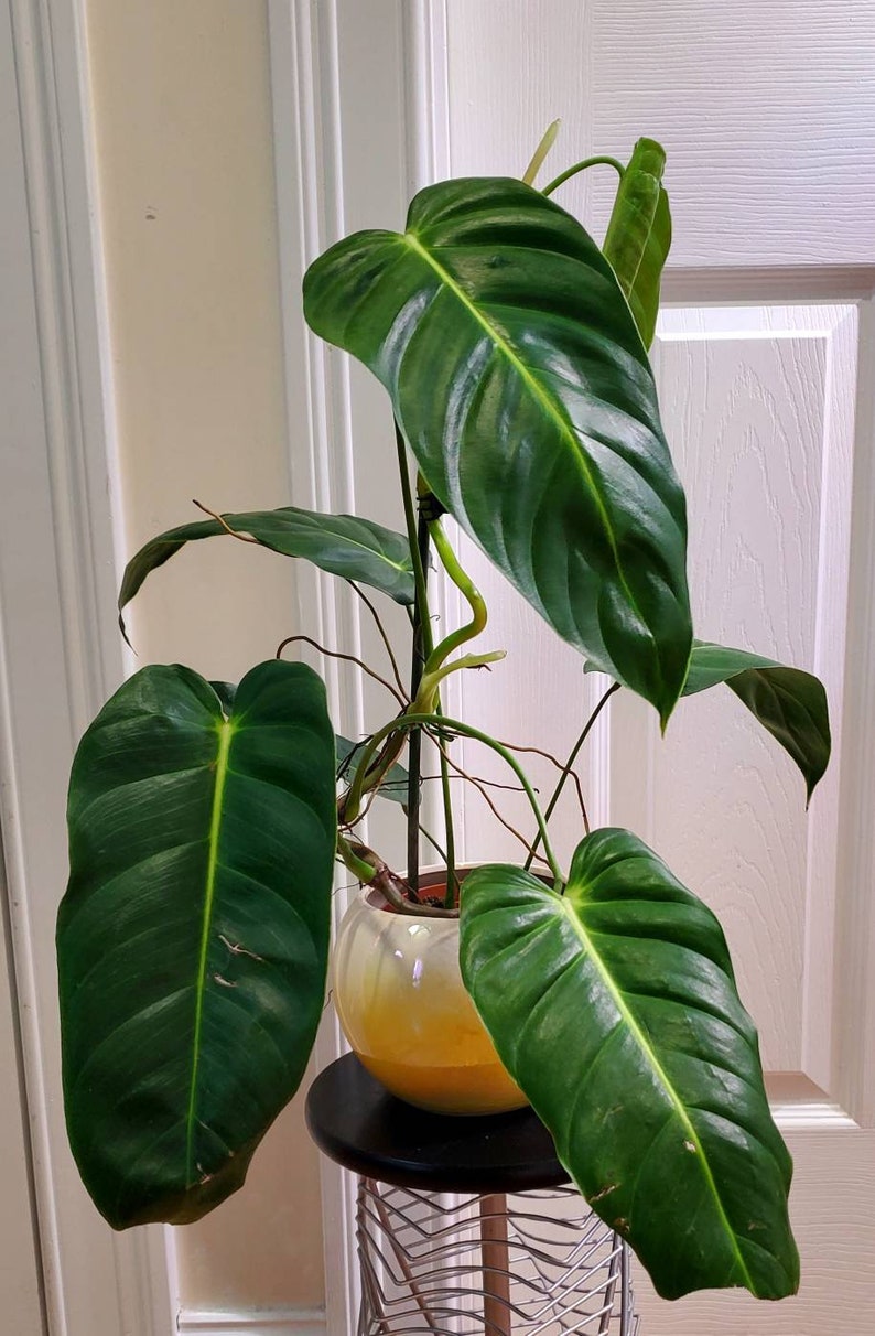 Philodendron Esmeraldense Narrow-form XL Well-established | Etsy