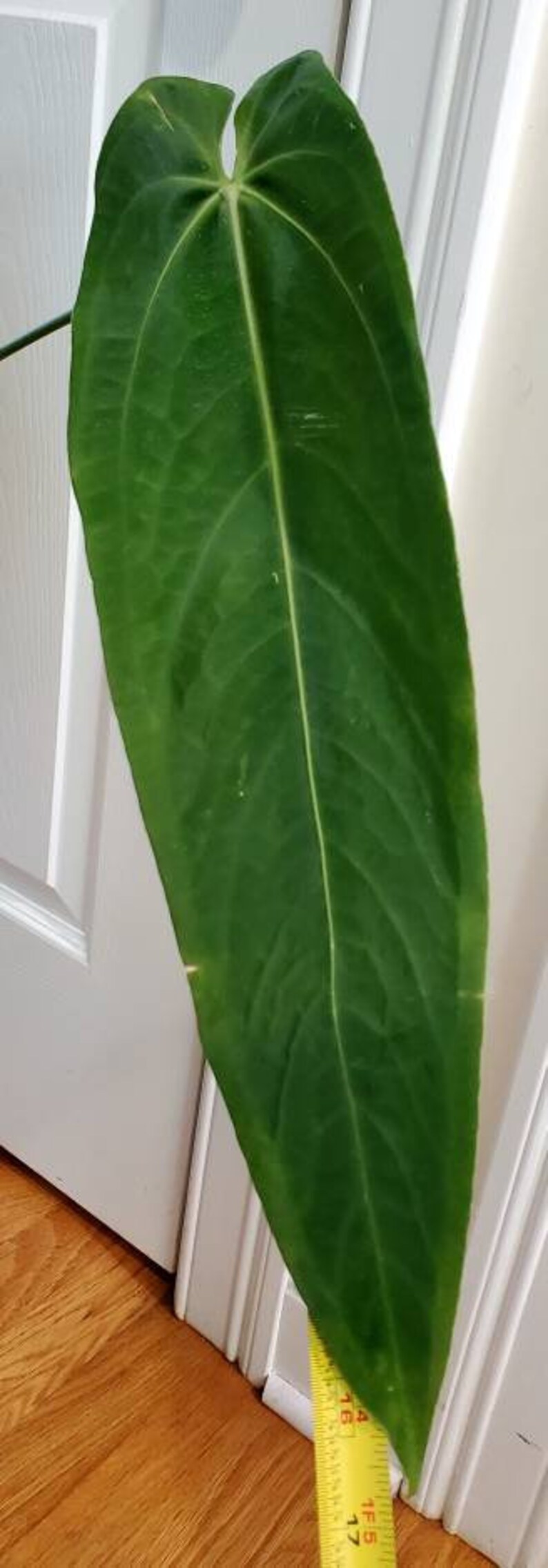 Anthurium Warocqueanum Esmeralda Well-established XXL - Etsy