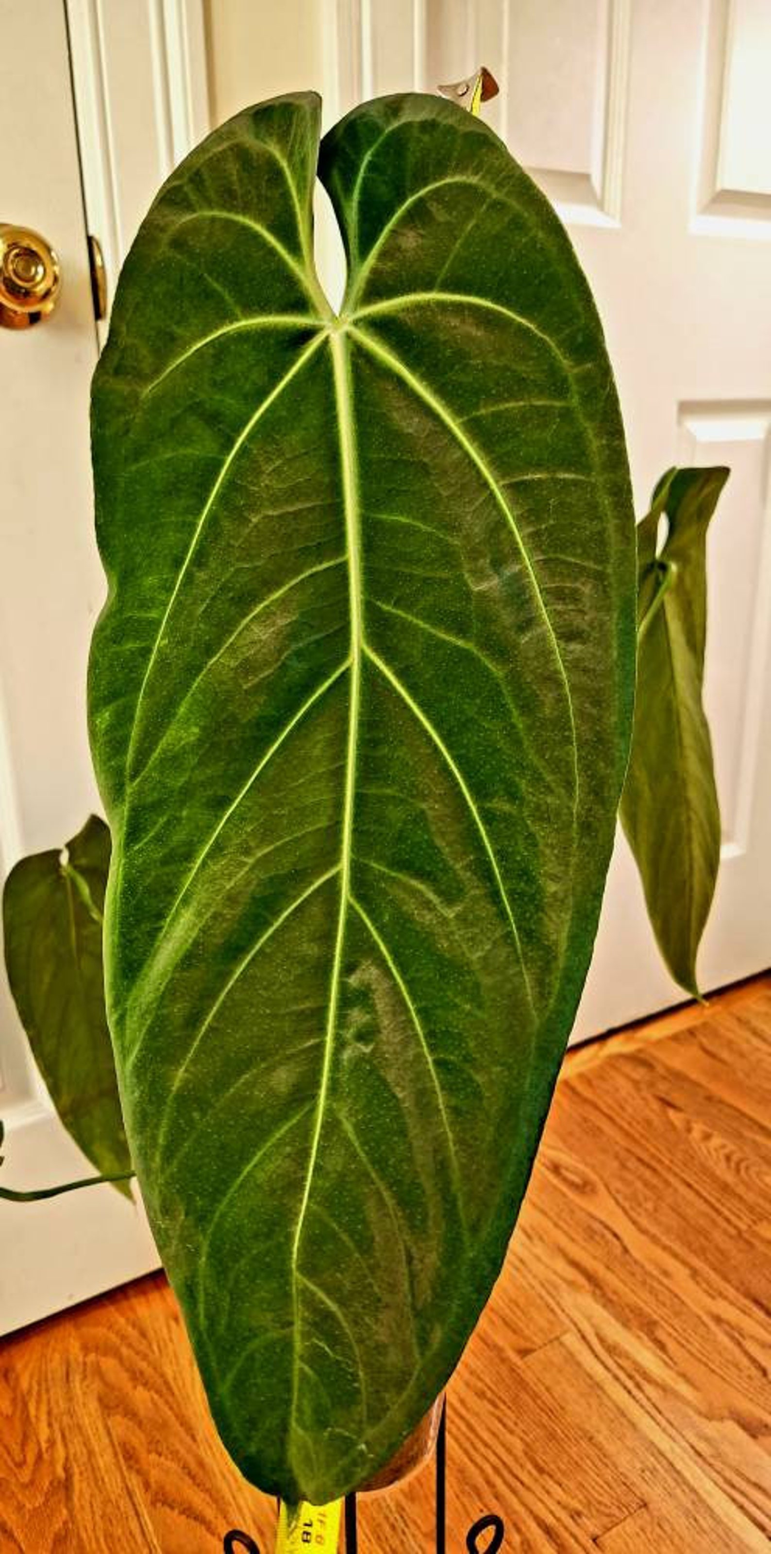 Anthurium Warocqueanum Esmeralda Well-established XXL - Etsy