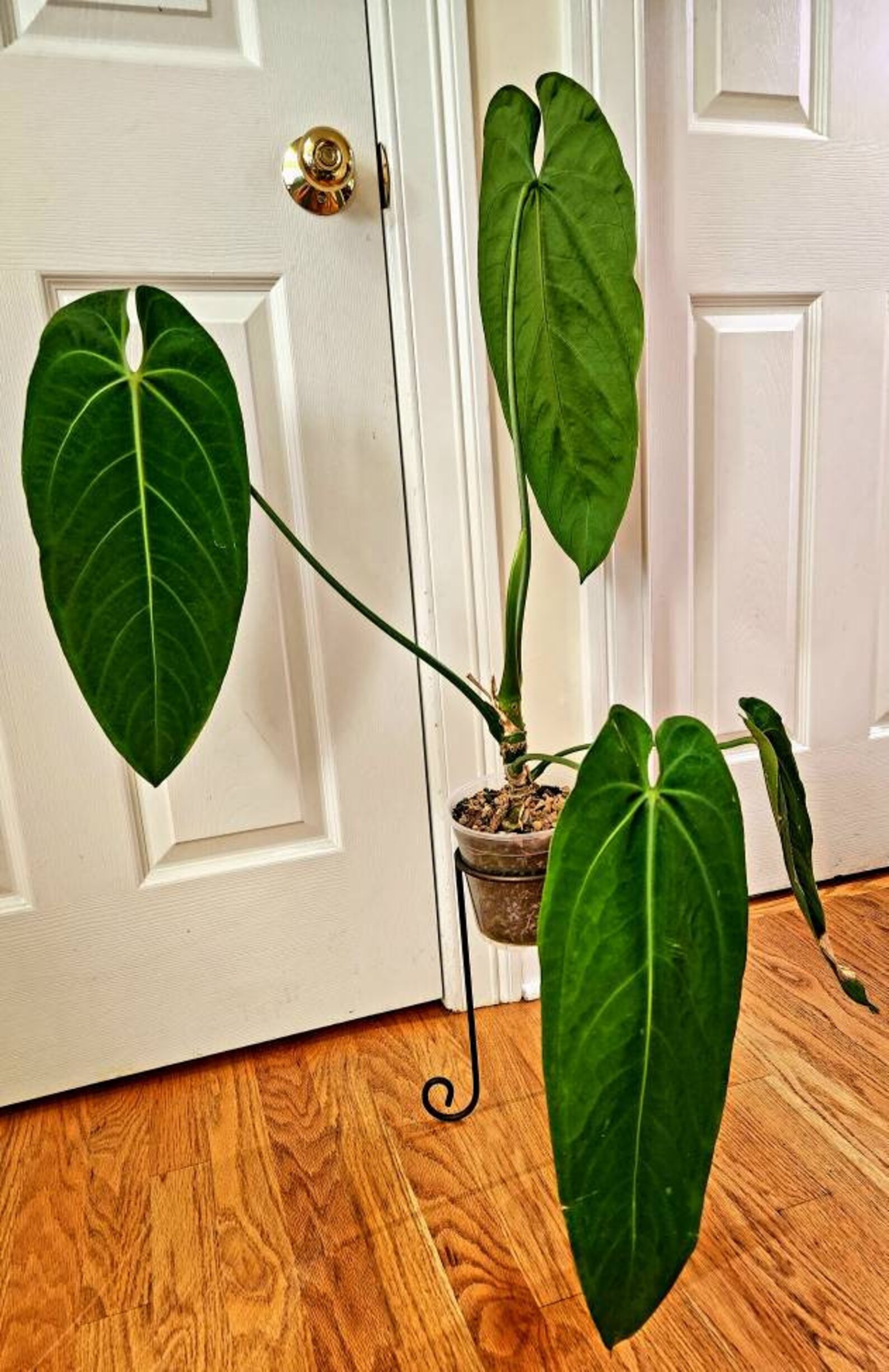 Anthurium Warocqueanum Esmeralda Well-established XXL - Etsy