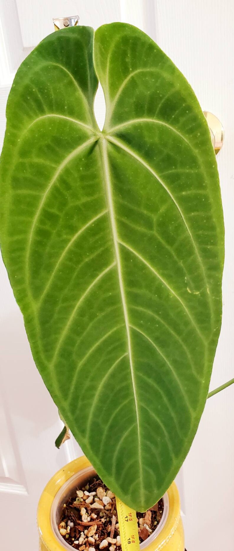 Anthurium Warocqueanum Esmeralda Well-established XXL - Etsy
