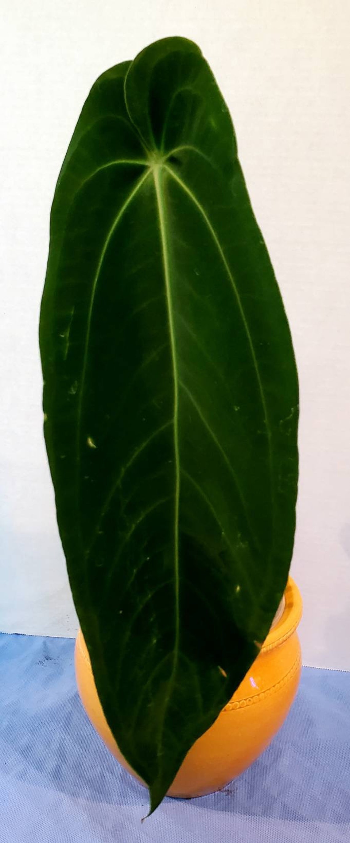 Anthurium Warocqueanum esmeralda 17 Inches Long - Etsy