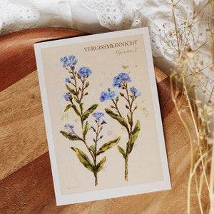 A6 // myosotis, fleur de Myosotis L. - dessin d'étude botanique, peinture | carte postale, petit tirage, carte, tirage d'art