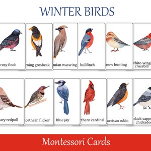 Winter Birds Identification Montessori Cartes en 3 parties, Cartes flash préscolaires, Cartes de nomenclature, Matériel pédagogique imprimable