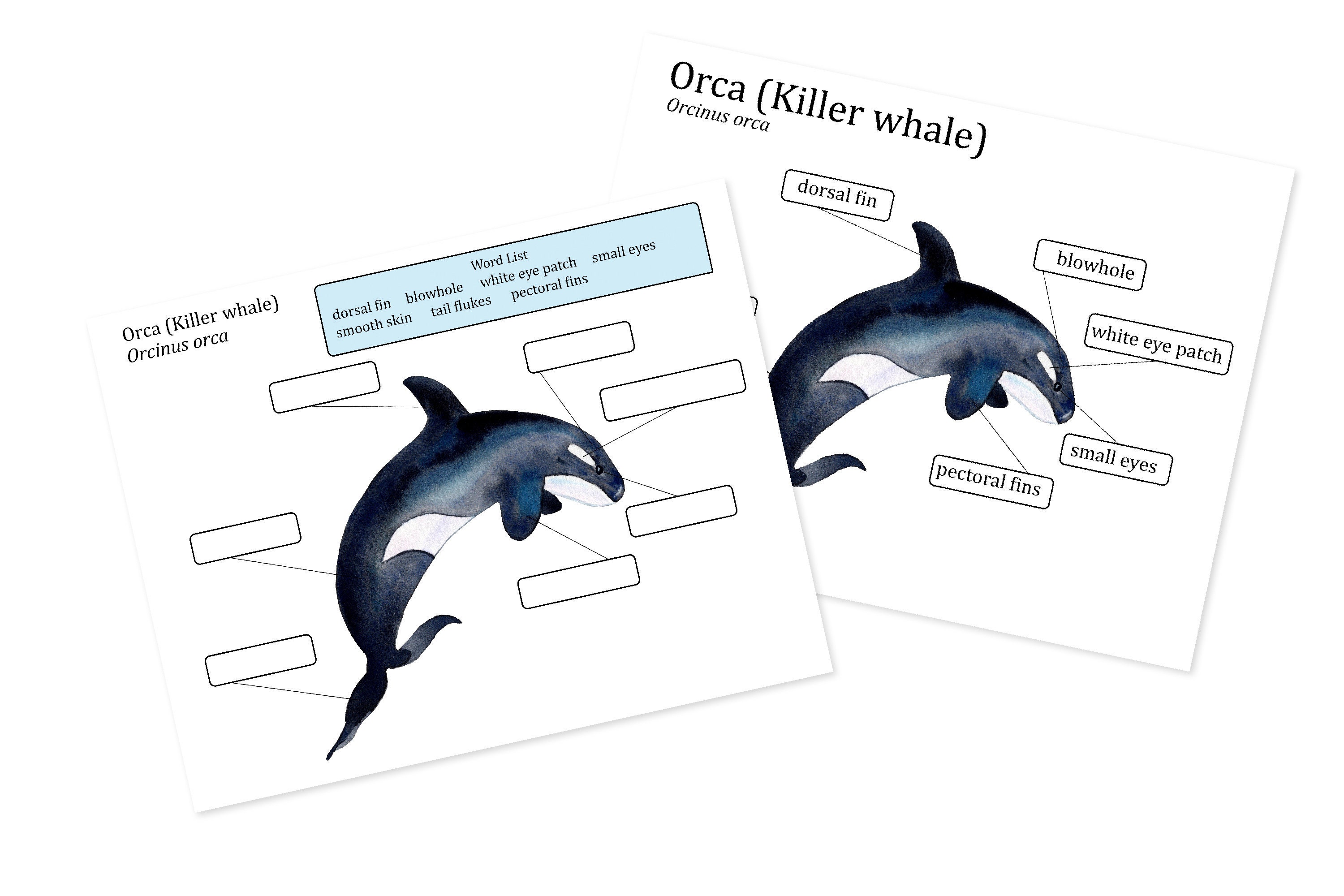 Orca Killer Whale Anatomy poster Homeschool marine biology | Etsy