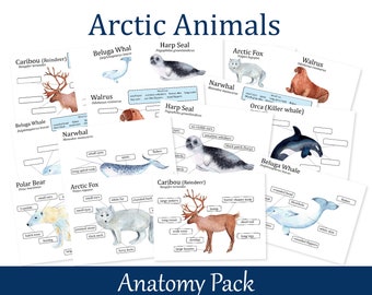 Arctic Animals Anatomy Learning Pack, Biology Worksheets, Polar Bear, Caribou, Narwhal, Harp Seal, Walrus,  Killer Whale, Beluga, Arctic Fox