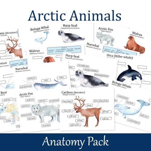 Arctic Animals Anatomy Learning Pack Biology Worksheets - Etsy Canada Arctic Animals Anatomy Learning Pack Biology Worksheets - Etsy Canada