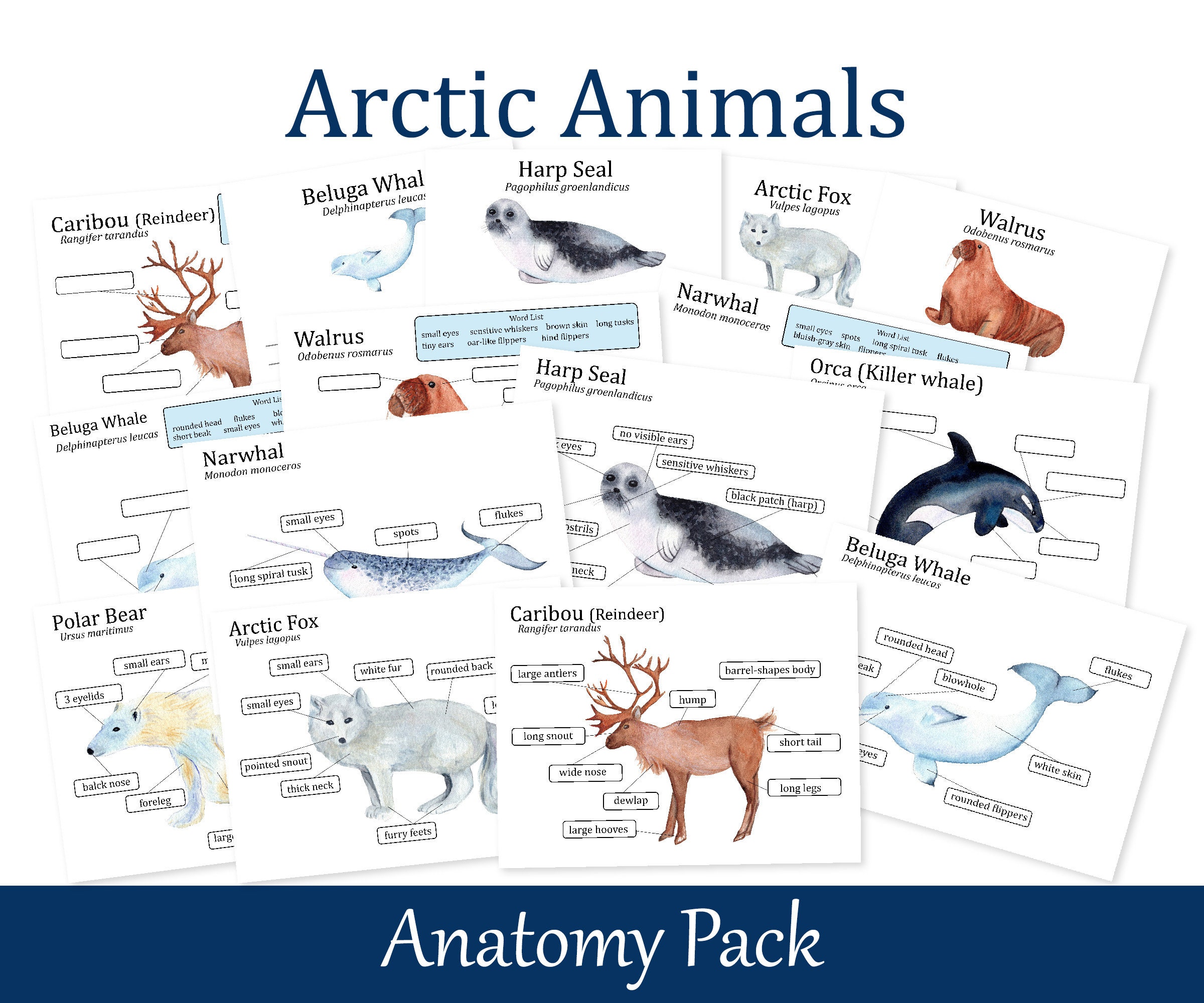 Arctic Animals Anatomy Learning Pack Biology Worksheets - Etsy