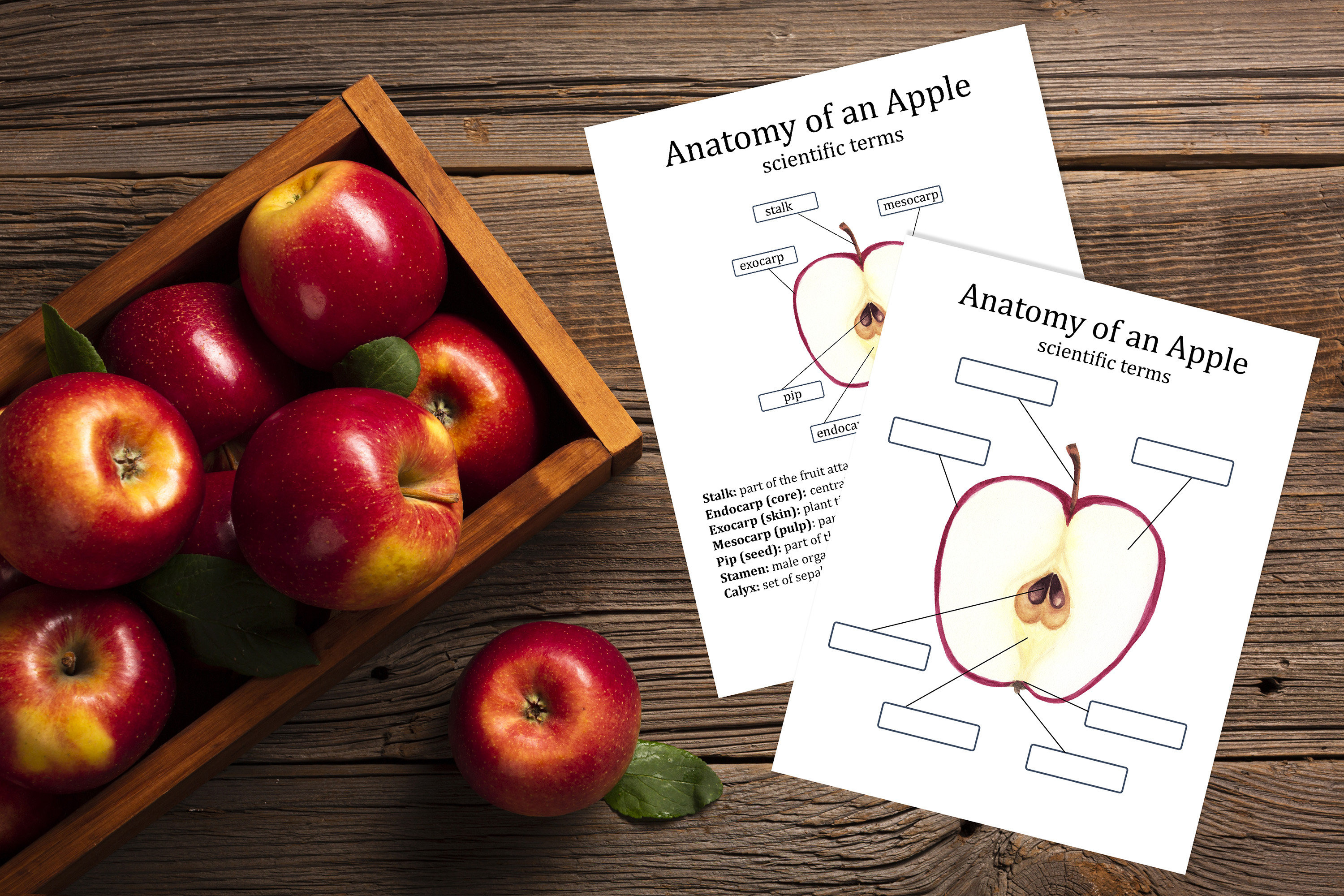 Apple Anatomy Worksheets, Parts of Fruit, Apple Montessori, Nature ...