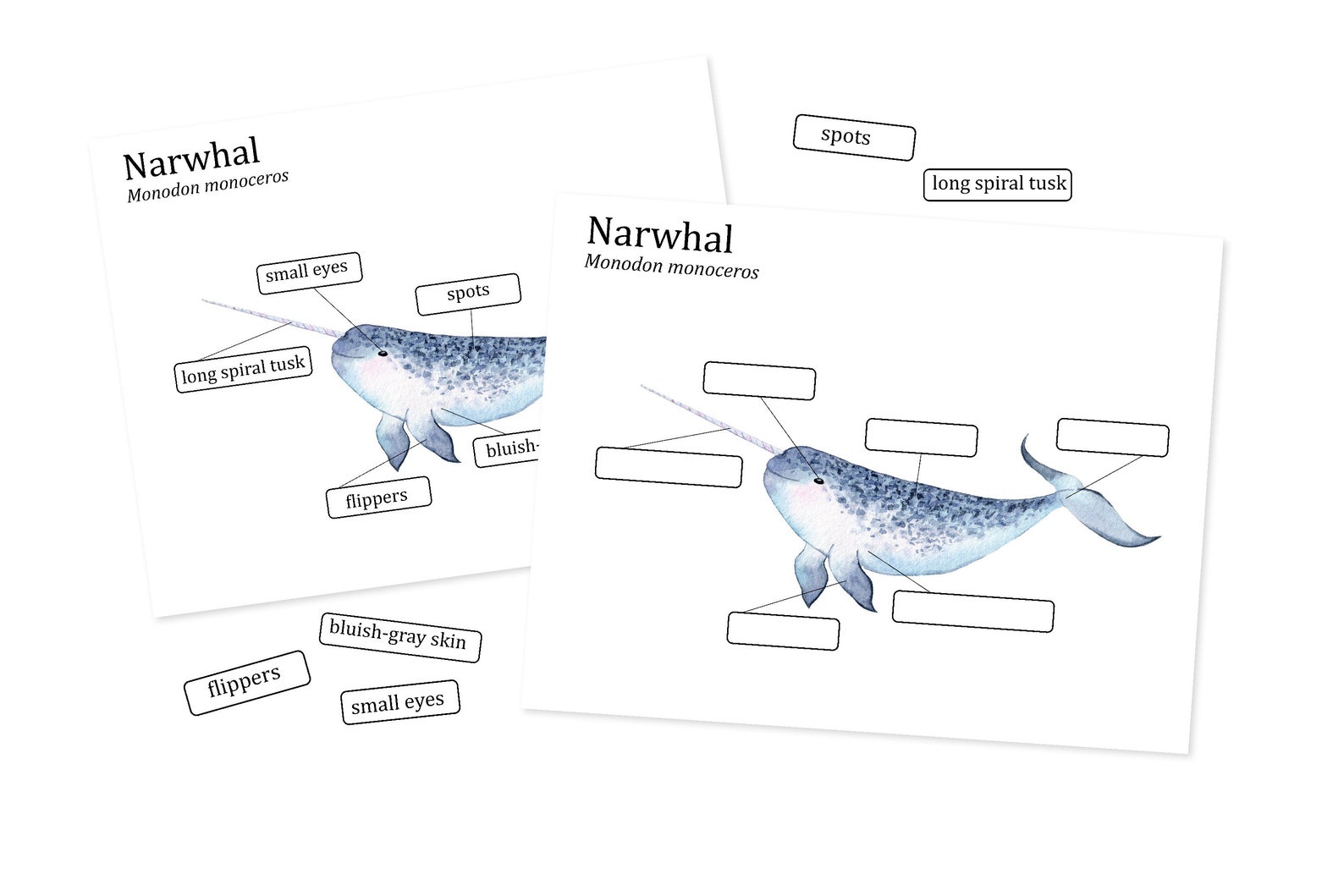 Narwhal Anatomy worksheets Homeschool marine biology | Etsy