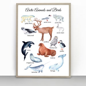 Cartel montessori de los animales árticos, cartel educativo, imprimibles del oso polar, caribú, narval, 024