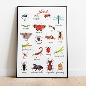Insekter Montessoriposter, pedagogisk poster, typer av insekter och skalbaggar, fjäril, mal, klassrumsaffisch