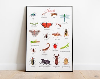 Insects Montessori Poster, Educational Poster, Types of Bugs and Beettles, butterfly, moth, classroom poster