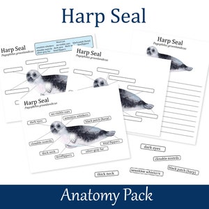 May include: A printable anatomy pack for learning about the harp seal. The pack includes three different worksheets with labels for the seal's body parts, including its dark eyes, closable nostrils, sensitive whiskers, thick neck, flippers, and black patch (harp).