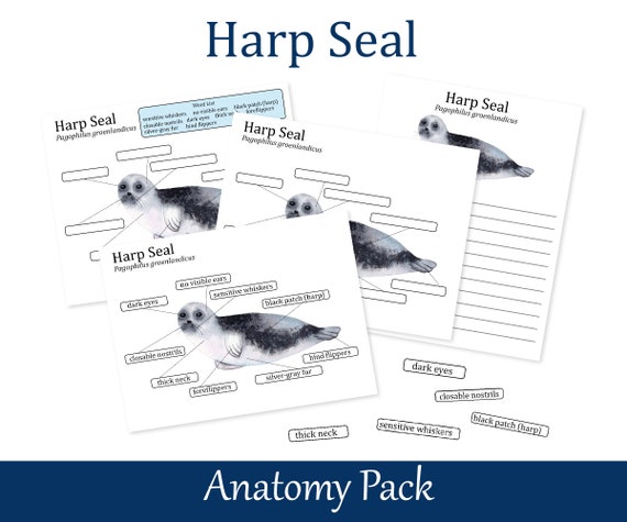 Harp Seal Anatomy worksheets Homeschool printables Nature | Etsy